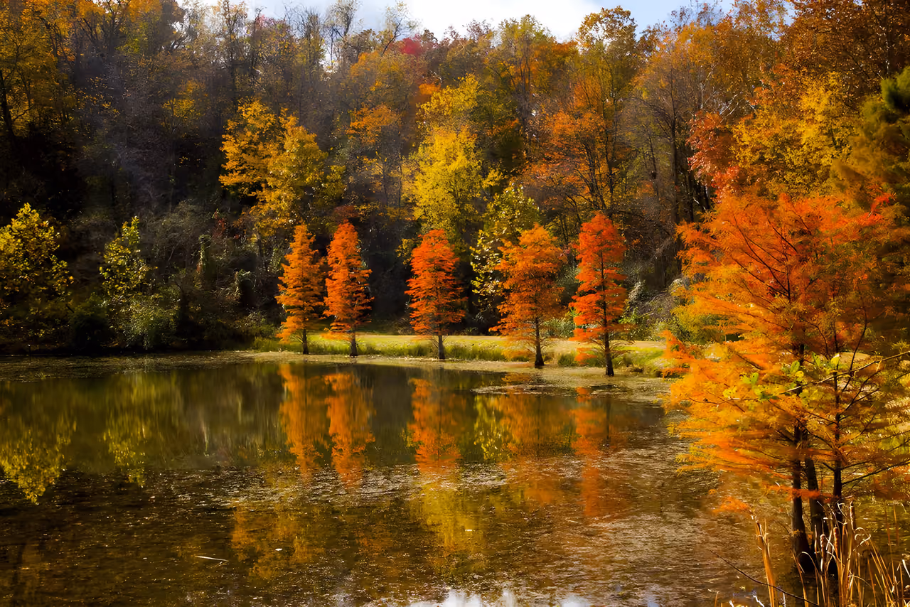Autumn woodland reflected in still water.