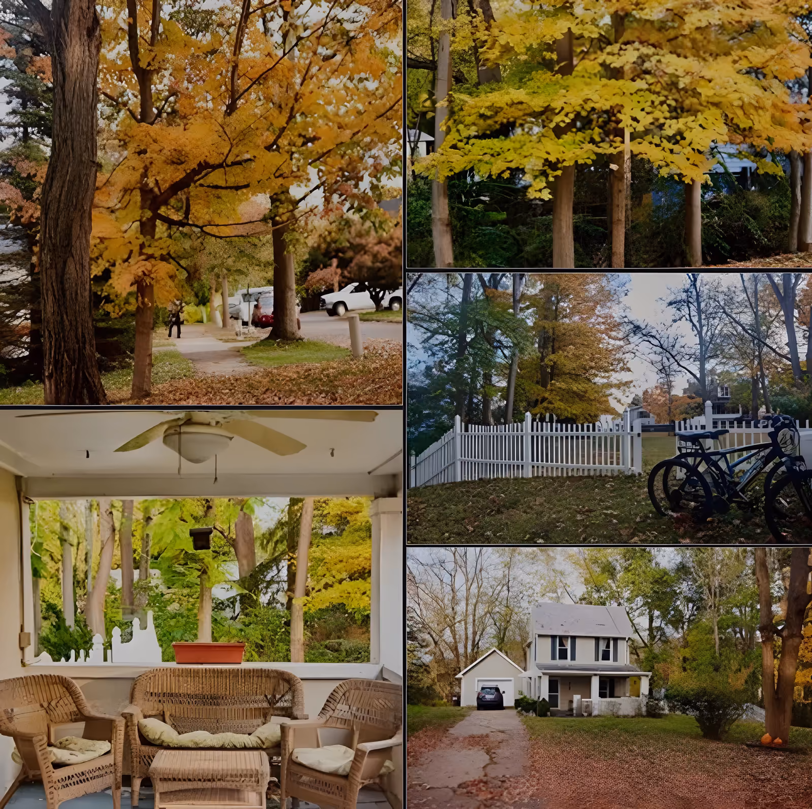 Tao Cottage surrounded by autumn foliage.